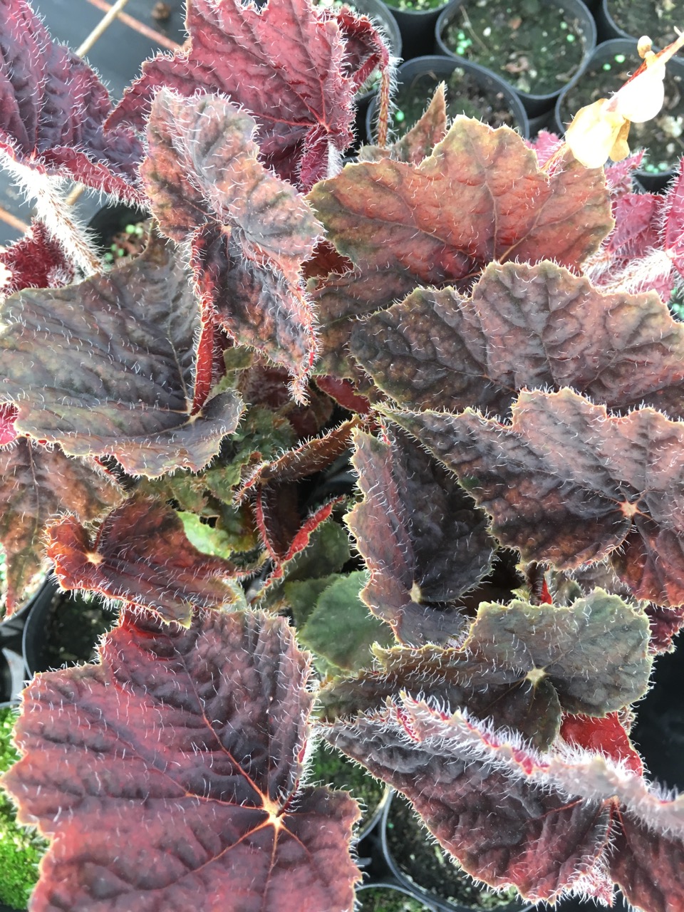 B. ‘Red Prince’